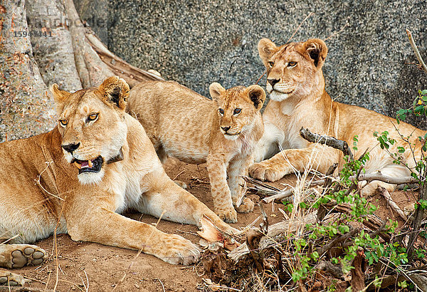 Löwenfamilie  Panthera leo  Serengeti Nationalpark  Tansania  Ostafrika  Afrika