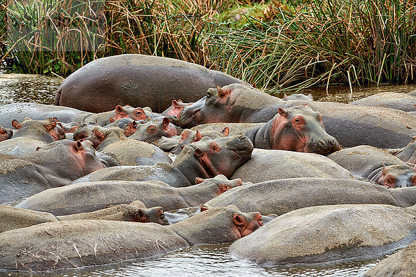 Flusspferde  Hippopotamus amphibius  Hippo-Pool  Serengeti Nationalpark  Tansania  Ostafrika  Afrika