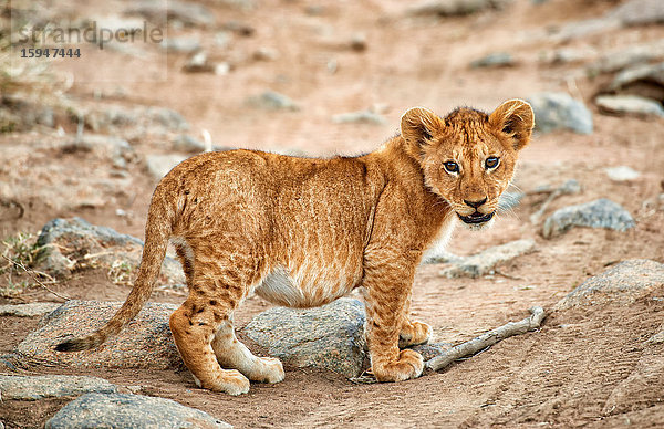 Löwenjunges  Panthera leo  Serengeti Nationalpark  Tansania  Ostafrika  Afrika