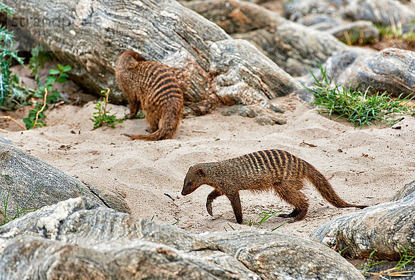 Zebramanguste  Mungos mungo  Tarangire-Nationalpark  Tansania  Ostafrika  Afrika