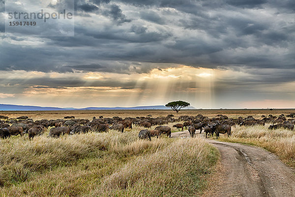 Kaffernbüffel  Syncerus caffer  Serengeti Nationalpark  Tansania  Ostafrika  Afrika