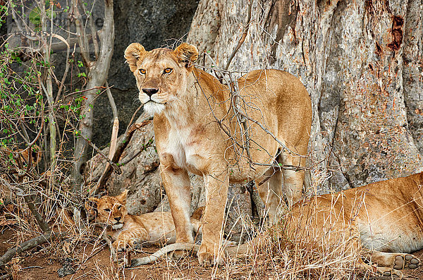 Löwin  Panthera leo  Serengeti Nationalpark  Tansania  Ostafrika  Afrika