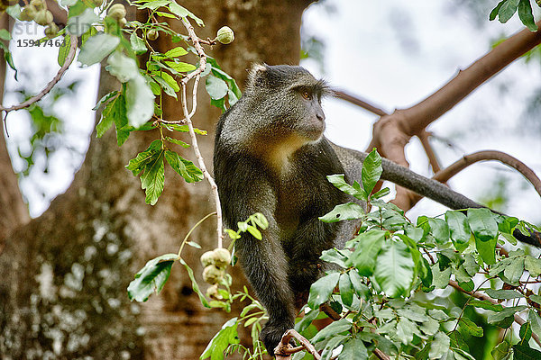 Goldmeerkatze  Cercopithecus mitis  Lake-Manyara-Nationalpark  Tansania  Ostafrika  Afrika