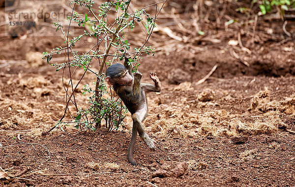 Anusbispavian  Papio anubis  Lake-Manyara-Nationalpark  Tansania  Ostafrika  Afrika