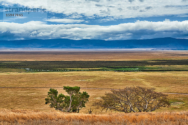 Ngorongoro Krater  Serengeti Nationalpark  Tansania  Ostafrika  Afrika