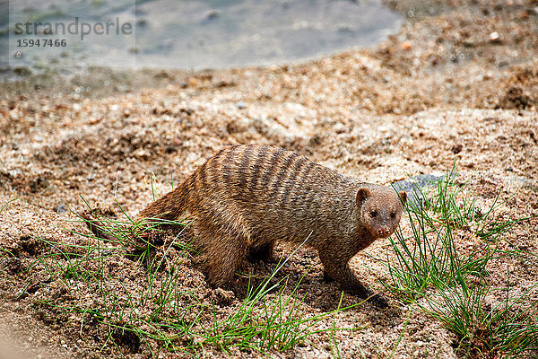 Zebramanguste  Mungos mungo  Tarangire-Nationalpark  Tansania  Ostafrika  Afrika