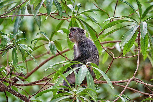 Goldmeerkatze  Cercopithecus mitis  Lake-Manyara-Nationalpark  Tansania  Ostafrika  Afrika