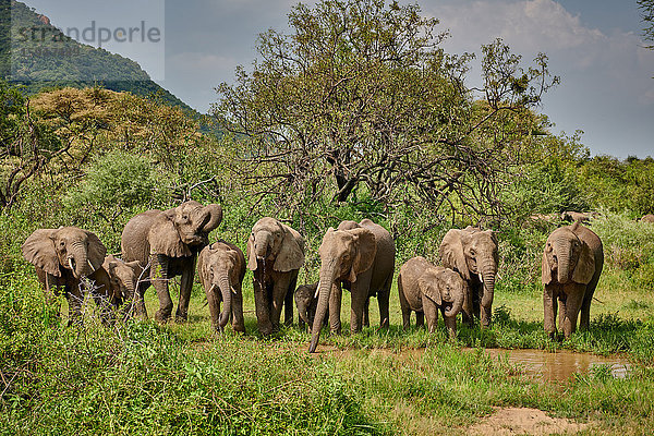 Afrikanischer Elefant  Loxodonta africana  Manyara-Nationalpark  Tansania  Ostafrika  Afrika