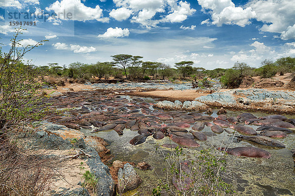 Flusspferde  Hippopotamus amphibius  Hippo-Pool  Serengeti Nationalpark  Tansania  Ostafrika  Afrika