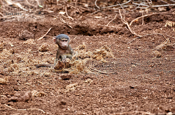 Anusbispavian  Papio anubis  Lake-Manyara-Nationalpark  Tansania  Ostafrika  Afrika