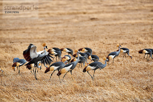 Südafrika-Kronenkranich  Balearica regulorum  Serengeti Nationalpark  Tansania  Ostafrika  Afrika