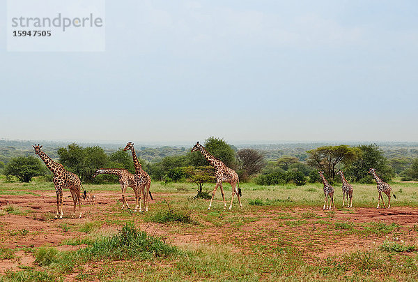 Massai Giraffen  Giraffa camelopardalis tippelskirchi  Serengeti Nationalpark  Tansania  Ostafrika  Afrika