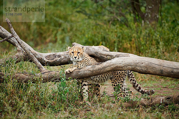 Gepard  Acinonyx jubatus  Serengeti Nationalpark  Tansania  Ostafrika  Afrika