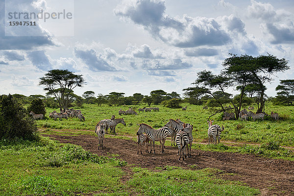 Steppenzebras  Equus quagga  Serengeti Nationalpark  Tansania  Ostafrika  Afrika