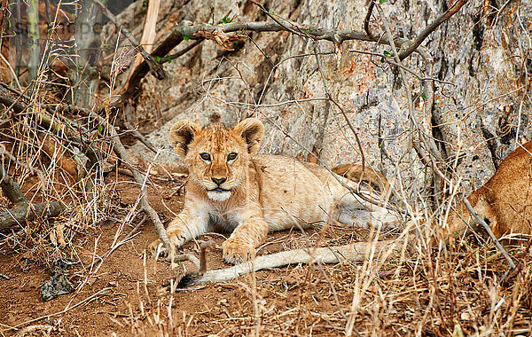 Löwenjunges  Panthera leo  Serengeti Nationalpark  Tansania  Ostafrika  Afrika