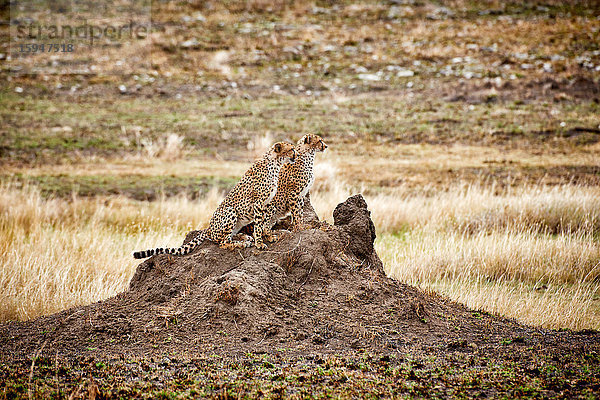 Zwei Geparden  Acinonyx jubatus  Serengeti Nationalpark  Tansania  Ostafrika  Afrika