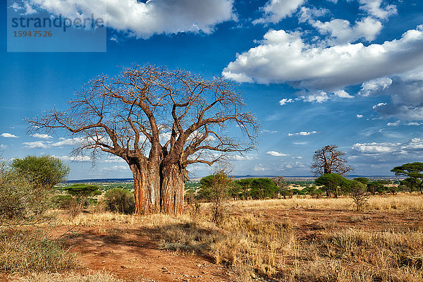 Affenbrotbaum  Tarangire-Nationalpark  Tansania  Ostafrika  Afrika