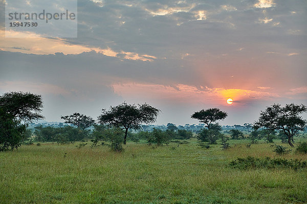 Serengeti Nationalpark  Tansania  Ostafrika  Afrika