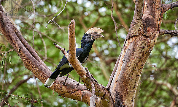 Silberwangenhornvogel  Bycanistes brevis  Lake-Manyara-Nationalpark  Tansania  Ostafrika  Afrika