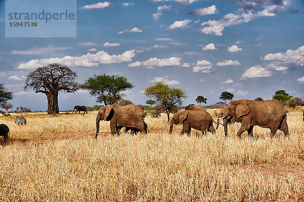 Afrikanischer Elefant  Loxodonta africana  Tarangire-Nationalpark  Tansania  Ostafrika  Afrika