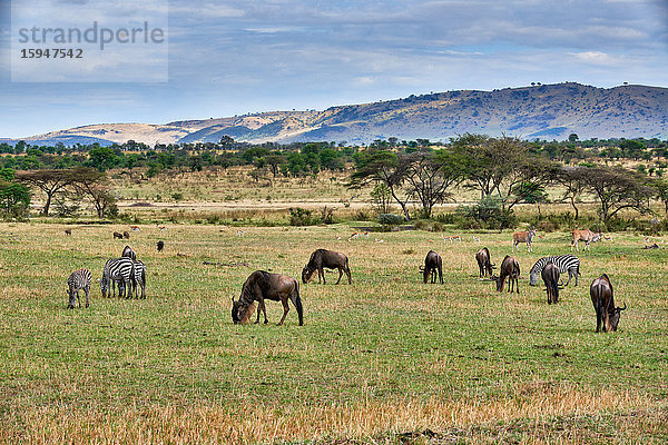 Antilopen und Zebras  Serengeti Nationalpark  Tansania  Ostafrika  Afrika