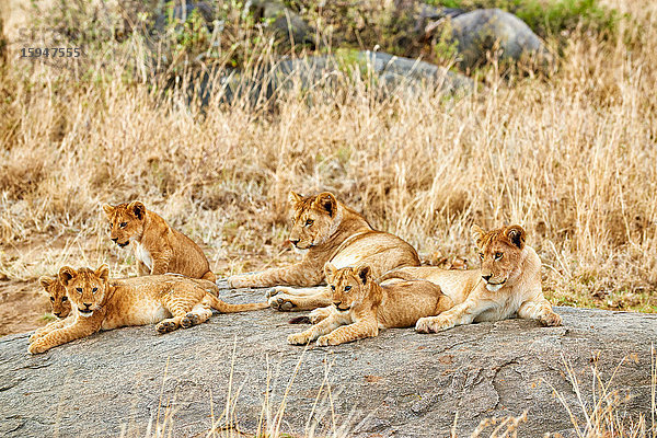 Löwenjunge  Panthera leo  Serengeti Nationalpark  Tansania  Ostafrika  Afrika