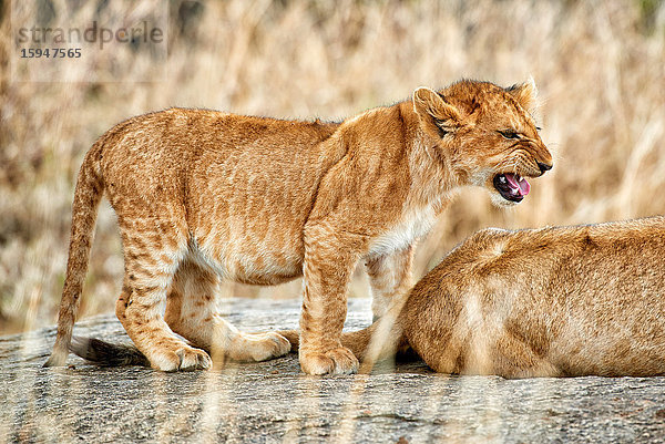 Löwenjunges  Panthera leo  Serengeti Nationalpark  Tansania  Ostafrika  Afrika