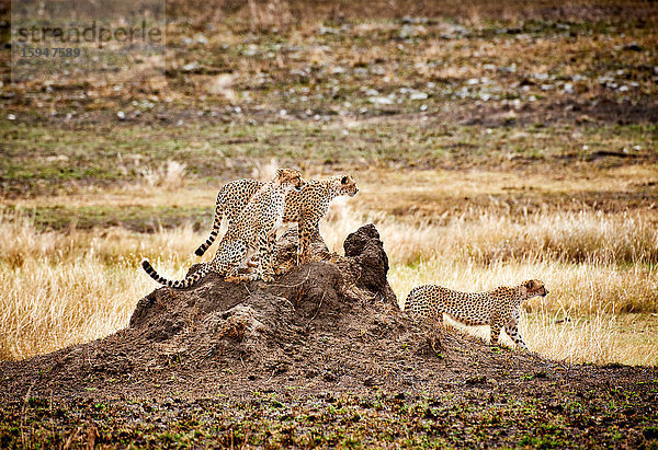 Drei Geparden  Acinonyx jubatus  Serengeti Nationalpark  Tansania  Ostafrika  Afrika