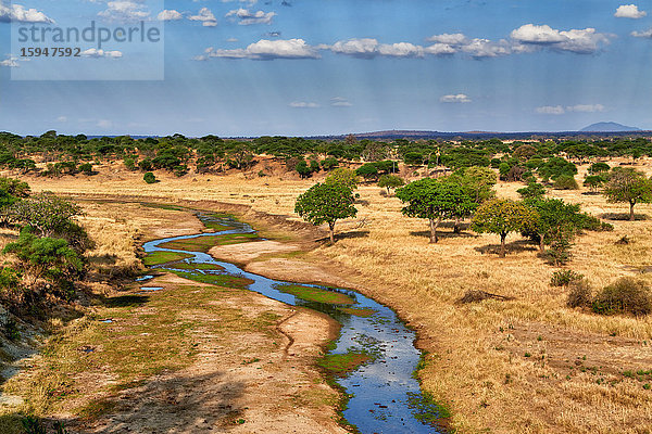 Tarangire-Nationalpark  Tansania  Ostafrika  Afrika