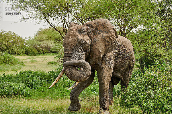 Afrikanischer Elefant  Loxodonta africana  Manyara-Nationalpark  Tansania  Ostafrika  Afrika