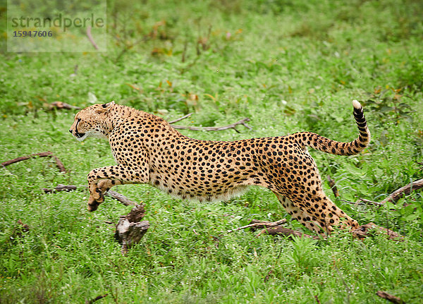 Gepard  Acinonyx jubatus  Serengeti Nationalpark  Tansania  Ostafrika  Afrika