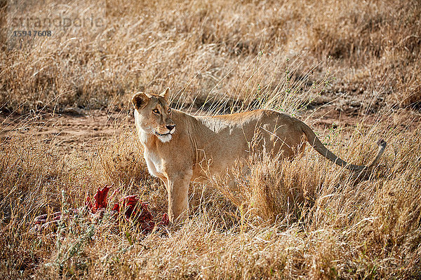 Löwin mit Beute  Panthera leo  Serengeti Nationalpark  Tansania  Ostafrika  Afrika
