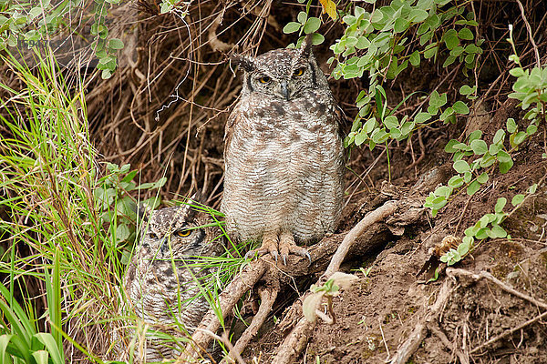 Fleckenuhu  Bubo africanus  Serengeti Nationalpark  Tansania  Ostafrika  Afrika