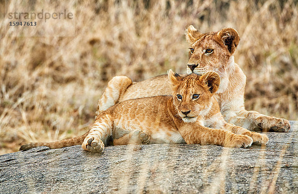 Löwe  Serengeti Nationalpark  Tansania  Ostafrika  Afrika