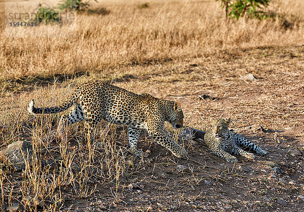 Zwei Leoparden  Panthera pardus  Serengeti Nationalpark  Tansania  Ostafrika  Afrika