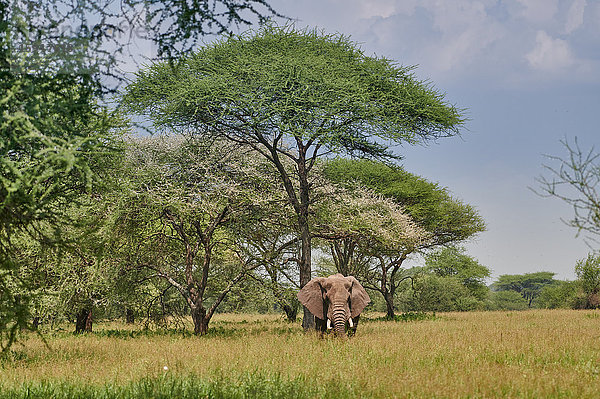 Afrikanischer Elefant  Loxodonta africana  Tarangire-Nationalpark  Tansania  Ostafrika  Afrika