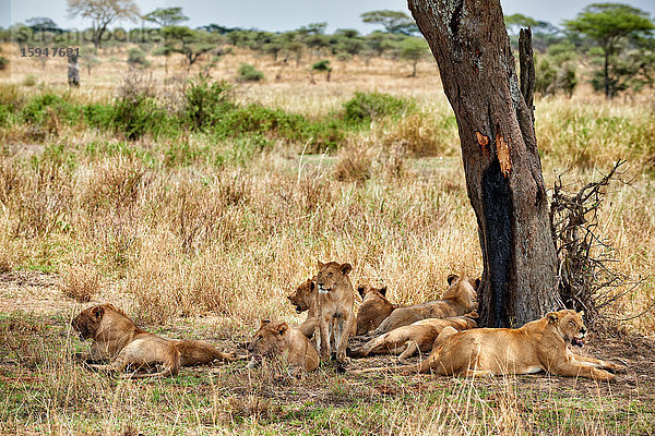 Löwenrudel  Panthera leo  Serengeti Nationalpark  Tansania  Ostafrika  Afrika