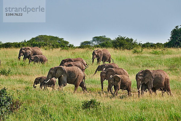 Afrikanischer Elefant  Loxodonta africana  Tarangire-Nationalpark  Tansania  Ostafrika  Afrika