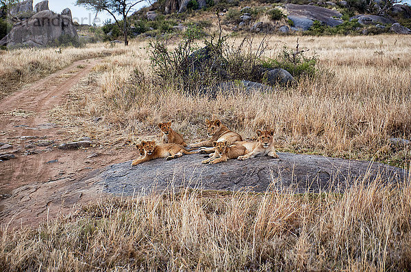 Löwenjunge  Panthera leo  Serengeti Nationalpark  Tansania  Ostafrika  Afrika