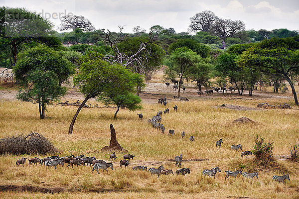 Gnus  Steppenzebras und Antilopen  Tarangire-Nationalpark  Tansania  Ostafrika  Afrika