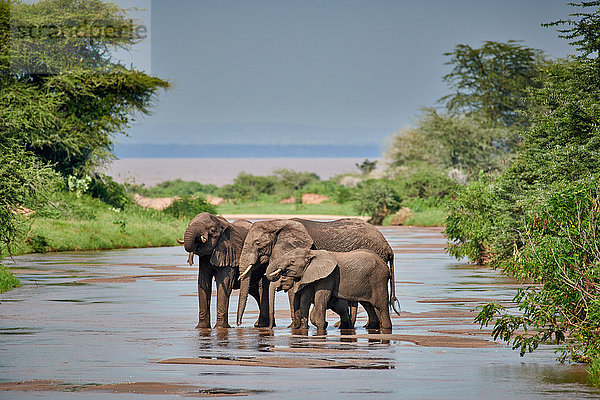 Afrikanischer Elefant  Loxodonta africana  Manyara-Nationalpark  Tansania  Ostafrika  Afrika