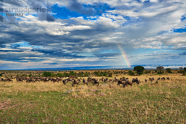 Gnus  Serengeti Nationalpark  Tansania  Ostafrika  Afrika