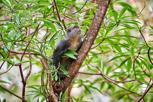 Goldmeerkatze  Cercopithecus mitis  Lake-Manyara-Nationalpark  Tansania  Ostafrika  Afrika