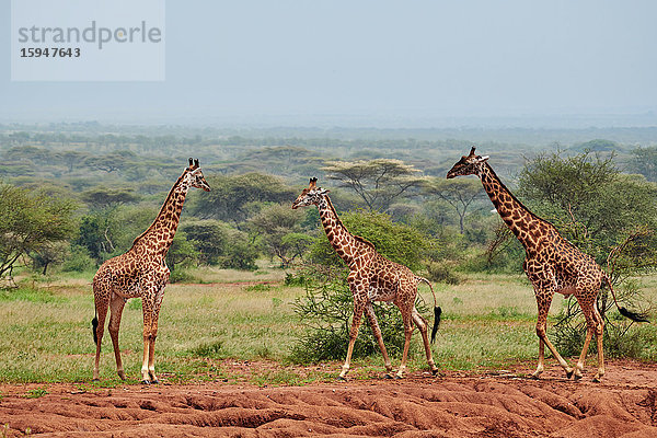 Massai Giraffen  Giraffa camelopardalis tippelskirchi  Serengeti Nationalpark  Tansania  Ostafrika  Afrika
