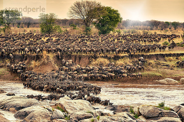 Serengeti Nationalpark  Tansania  Ostafrika  Afrika