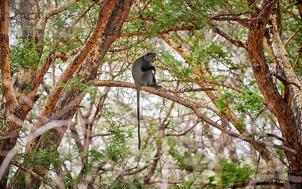 Goldmeerkatze  Cercopithecus mitis  Lake-Manyara-Nationalpark  Tansania  Ostafrika  Afrika