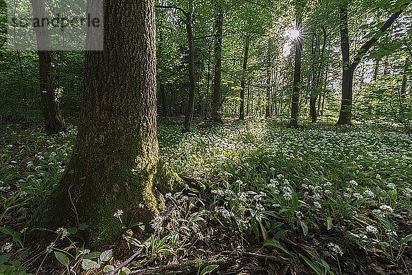 Laubmischwald im Frühling  blühender Bärlauch (Allium ursinum) auf Waldboden  Perlacher Forst  Bayern  Deutschland  Europa