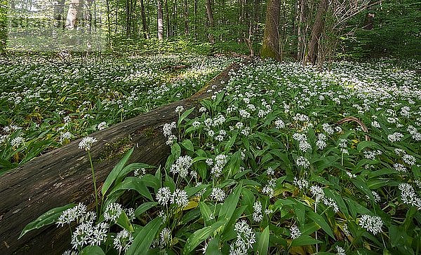 Laubmischwald im Frühling  blühender Bärlauch (Allium ursinum) und Totholz auf Waldboden  Perlacher Forst  Bayern  Deutschland  Europa