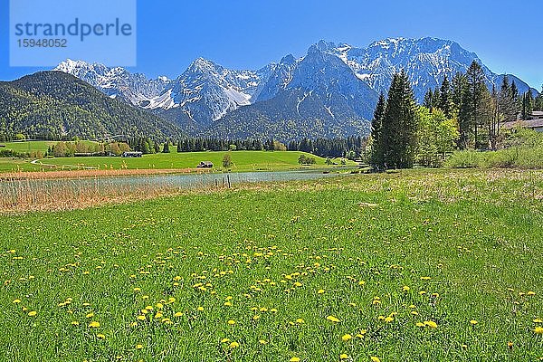 Frühlingswiese am Schmalensee vor Karwendelgebirge  Mittenwald  Werdenfelser Land  Oberbayern  Bayern  Deutschland  Europa