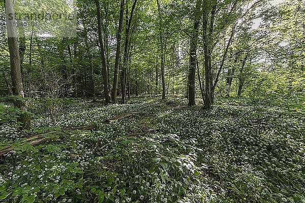 Laubmischwald im Frühling  blühender Bärlauch (Allium ursinum) und Totholz auf Waldboden  Perlacher Forst  Bayern  Deutschland  Europa